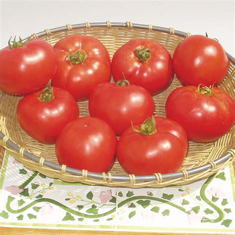 Amelia Vr Hybrid Tomato Medium Large Tomato Seeds Totally Tomatoes