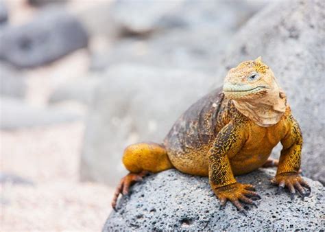 10 Coolest Animals In The Galapagos Galapagos Unique Animals Animals
