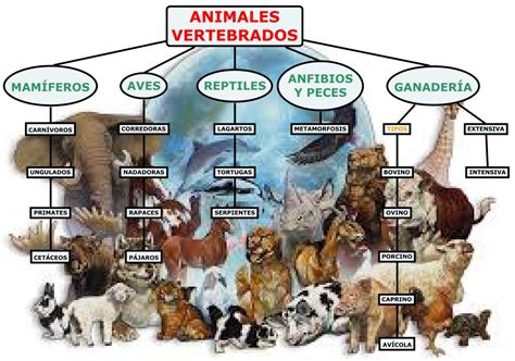 Animales Vertebrados Mapa Conceptual Planeta Educarex