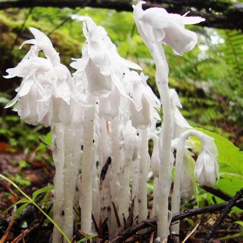 We have a wonderful variety of fresh flowers and plants including roses, orchids, tulips, carnations, lilies, and more. Indian Pipe Flower | WYPR