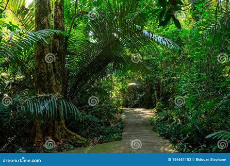 Path Under A Rainforest Stock Image Image Of Forest 156651103