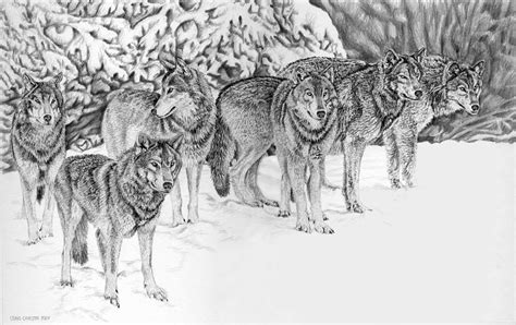 Wolfpack Drawing By Craig Carlson Fine Art America