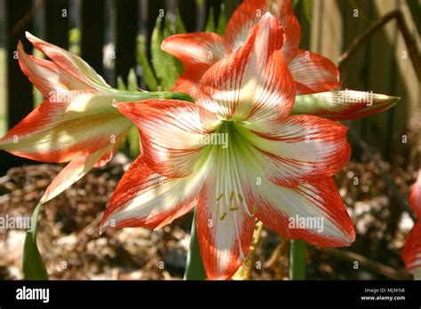 Hippeastrum Amaryllis Barbadoes Or Giant Lily Also Known As Fire