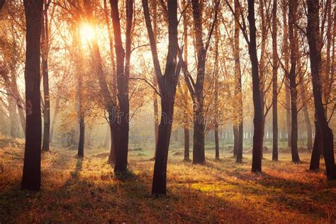Autumn Sunrise In Forest Stock Photo Image Of Morning 22121638
