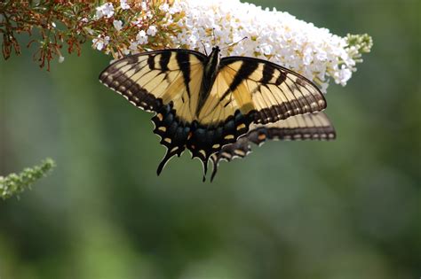 Two Eastern Tiger Swallowtails By Mary McAvoy The Ripest Pics