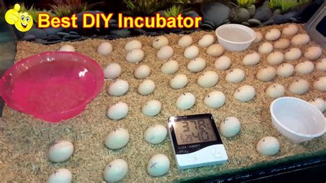 Diy Homemade Incubator Hatching Chicken Eggs Simple And Easy Youtube