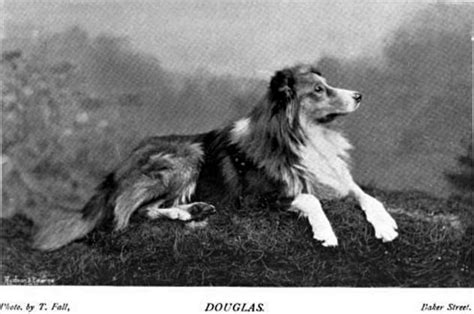 British Collies In 1897 A Pictorial Old Time Farm Shepherd