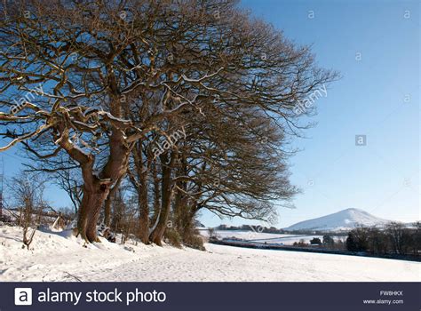 Treescape Stock Photos And Treescape Stock Images Alamy