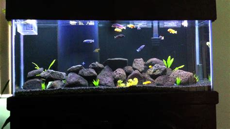 55 Gallon Mbuna African Cichlid Fish Tank Youtube