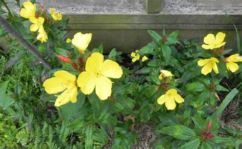48 best flowers that come back every year images on ...