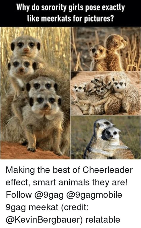Create a free meme or get lost in the hilarious ones already made! 19 Amusing Meerkat Meme That Make You Smile | MemesBoy