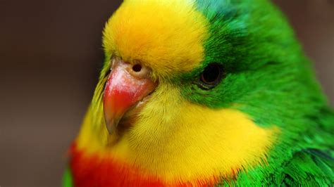 Colorful Hd Birds Wallpapersbirdscute Birds Hd
