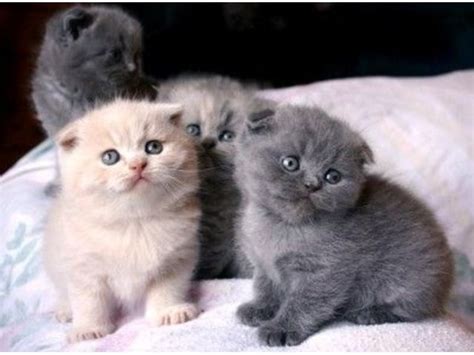 Teacup Scottish Fold Kittens For Sale Fluffymainecoonny