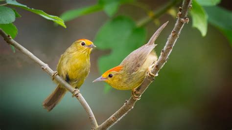 two cute yellow birds are sitting on tree branch during ...
