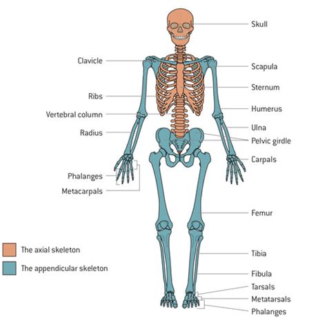 11 Skeletal System Flashcards Quizlet