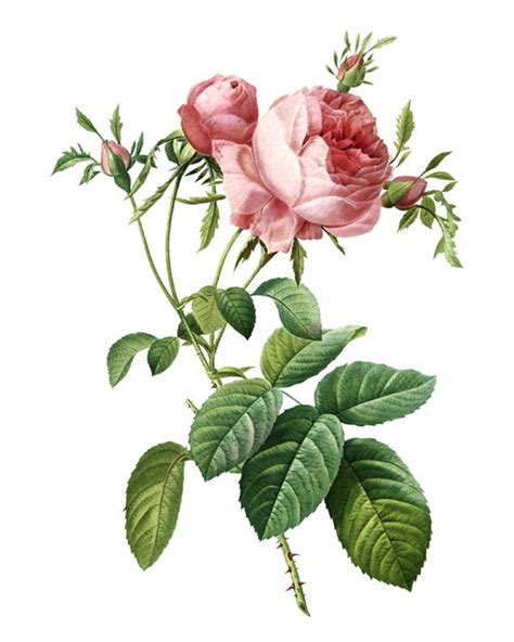 Pink Cabbage Rose Print Vintage Flower Illustration Botanical Wall