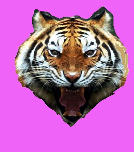 Tigersymmetry This Tigers Face Is Symmetrical Lexigirl500 Flickr