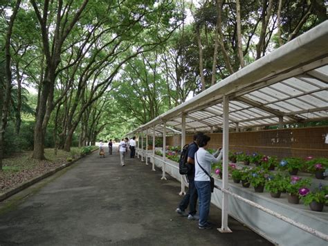 京都府立植物園：朝顔展へ行ってきました！ まじくんママのぷち旅ぶろぐ