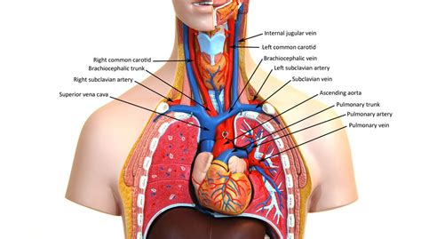 Guide to mastering the study of anatomy. Upper torso arteries | Anatomy models, Human anatomy model ...