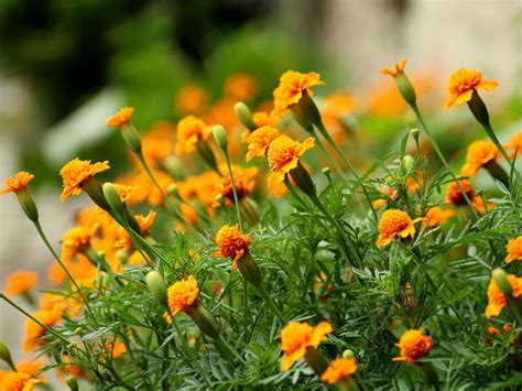 5 Plants That Keep Flies And Mosquitoes Away