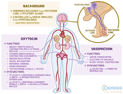 posterior pituitary hormones what are they their function and more osmosis