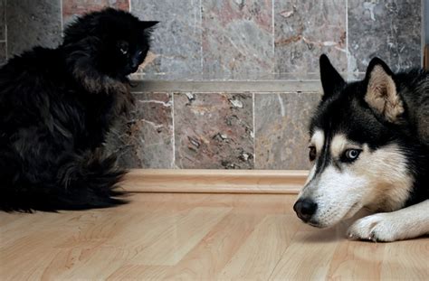Just like some people, cats can become jealous when they feel they're being excluded or their environment has typical jealous behaviors include hissing, growling, and swatting at the object that the cat is jealous of, such as your cell phone while you are holding it. Do Dogs and Cats Get Along? Ask the Cat!