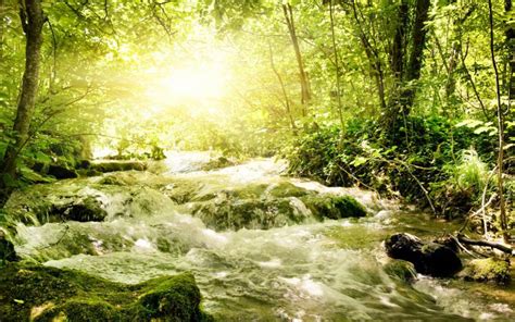 Hd River In Sunny Forest Wallpaper Download Free 64101