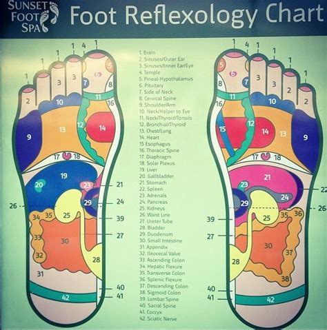 Foot Relaxology Chart Foot Reflexology Plexus Products Reflexology Chart