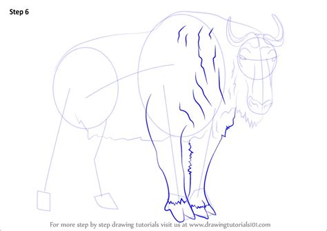 Learn How To Draw A Takin Wild Animals Step By Step Drawing Tutorials