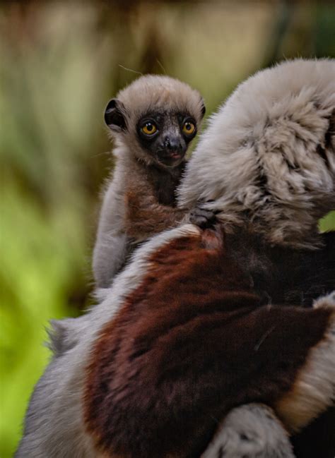 European First As Rare ‘dancing Lemur Born At Chester Zoo Zooborns