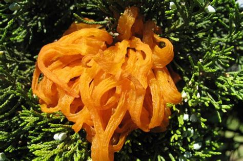 Fungus On Trees Shrubs And Annuals Tbr News Media