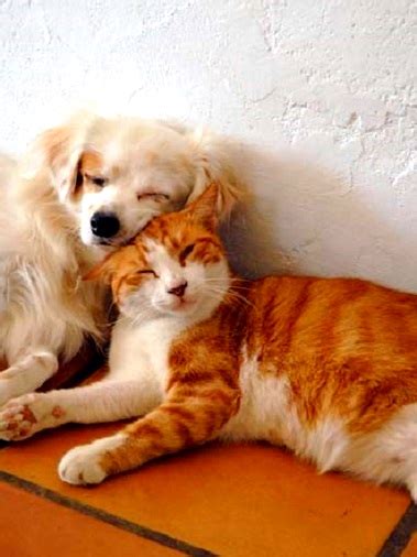 40 Dogs And Cats Who Just Love To Cuddle Life With Dogs
