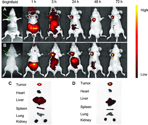 In Vivo Fluorescence Imaging Of Subcutaneous Tumor Bearing Nude Mice