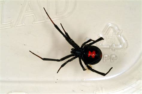 Black Widow You Can Really See The Red Hourglass Wonderful Flickr
