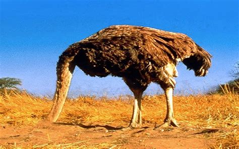 Is It True That Ostriches Hide Their Heads Out Of Fear Ostrich Head In