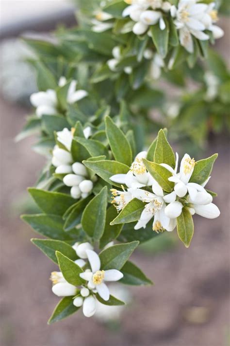 The orange blossom has a lot of meaning to it and in florida, it is actually the state flower. Pin on Flowers