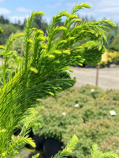 Cryptomeria japonica ‘Cristata’Japanese Cedar 7-8' – Fanelli's