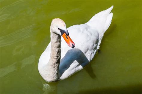 Lonely White Swan On A Lake Stock Image Image Of Feather Amazing