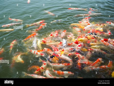 Feeding Koi Fish Stock Photo Alamy