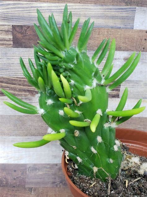 Live Crested Eves Pin Cactus Austrocylindropuntia Etsy Succulents