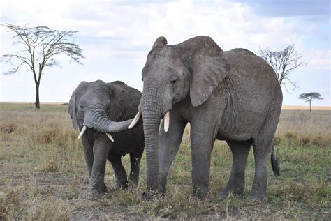 Elephants In The Serengeti National Park Tanzania By Nici Keil