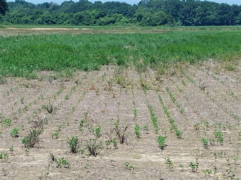 Managing Glyphoste Resistant Barnyardgrass That Is Escaping Clethodim