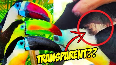 Do Toucans Have Transparent Skin Toucan Myths Youtube