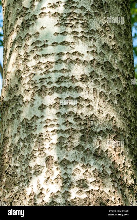 White Poplar Populus Alba Tree Bark With Diamond Shaped Fissures