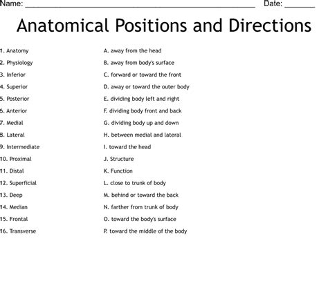 anatomical positions and directions worksheet wordmint
