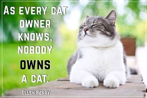 As Every Cat Owner Knows Nobody Owns A Cat Picture Quotes