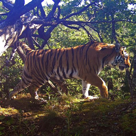 Амурской хищнице подарили свободу в Международный день тигра