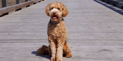 Miniature labradoodles will usually bark to alert you someone is at the door, but their friendly nature does not usually make them a good guard dog. #doodle+rescue+michigan Best Doodle Rescue in Michigan ...
