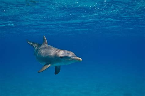 Floridas Bottlenose Dolphins Exposed To Chemicals From