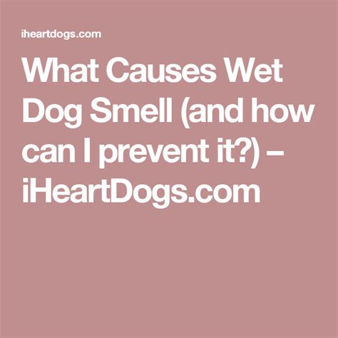 What Causes Wet Dog Smell And How Can I Prevent It Dog Smells